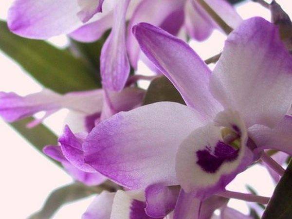 Уход за орхидеей дендробиум, разновидности, размножение