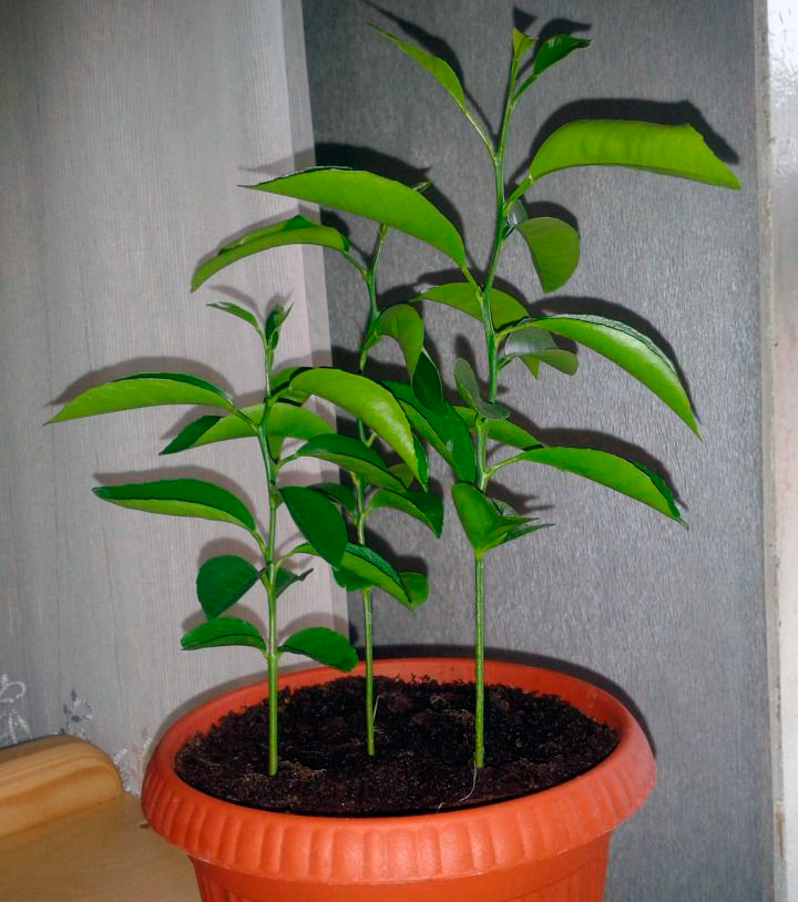 Пошаговое руководство по пересадке мандаринового дерева в домашних условиях