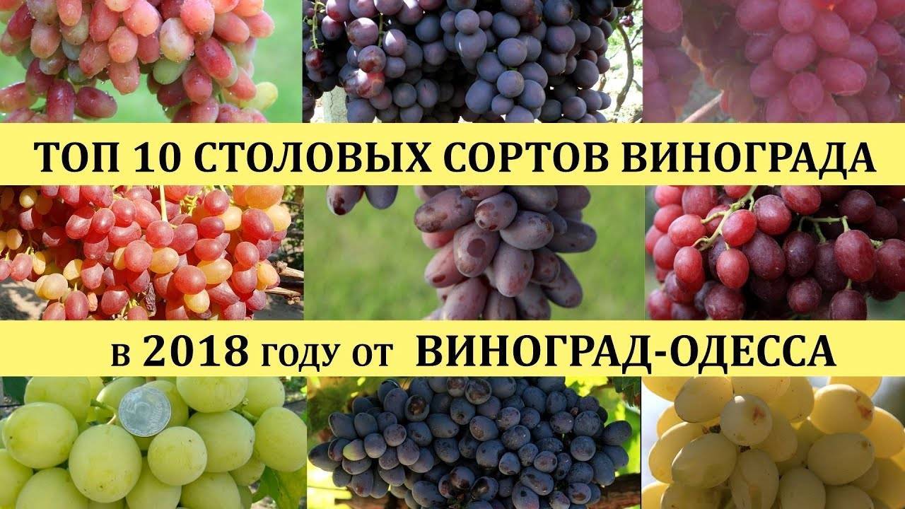 Лучшие сорта винограда на продажу