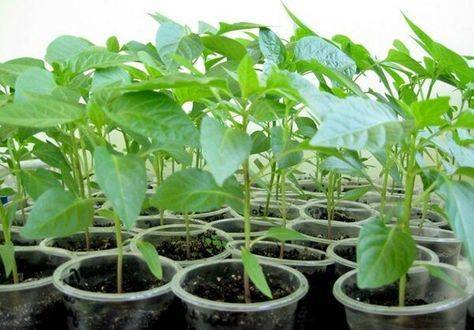 Выращиваем пеларгонию из семян — фото, пошаговая инструкция, советы по уходу