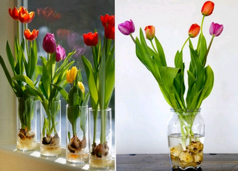 Продлеваем жизнь букету тюльпанов в вазе