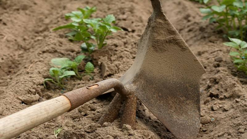 Подходим к выращиванию картофеля с умом: советы о том, как получить хороший урожай без прополки и окучивания