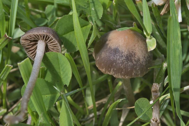Псилоцибиновые (галлюциногенные) грибы – их виды, воздействие и последствия