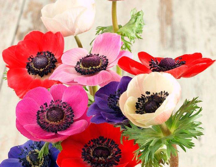 Цветы анемоны: посадка и уход в открытом грунте