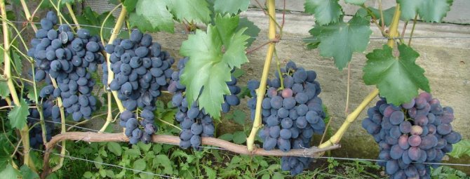 Посадка и выращивание винограда на Урале