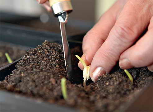 Как самостоятельно вырастить гортензию в открытом грунте?