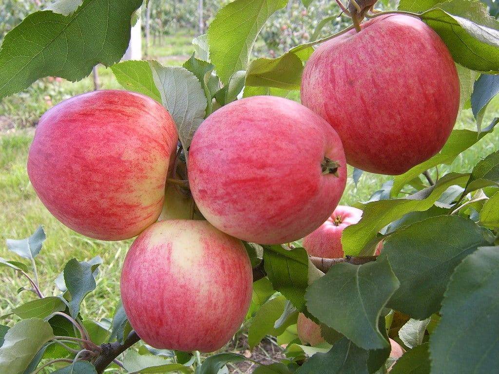 Универсальный сорт яблони Услада для разных регионов