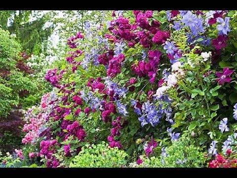 Цветущие вьющиеся растения для сада и дачи