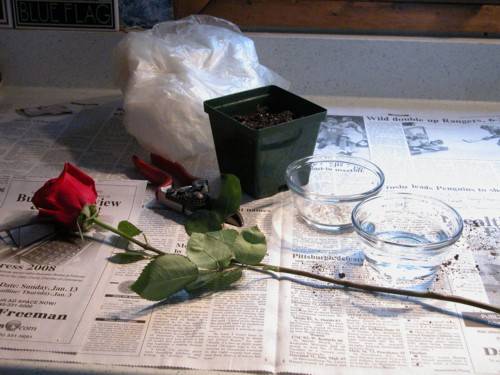 Как научиться укоренять розы из подаренного букета