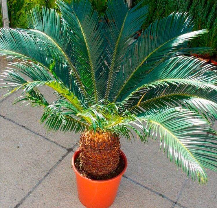 Цикас: подробное описание ухода за капризной пальмой в домашних условиях