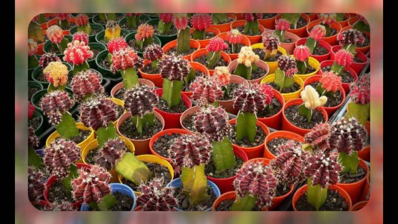 Вредители кактусов – изучаем насекомых и способы борьбы с ними