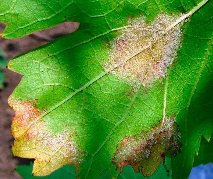 Защита винограда от грибковых заболеваний