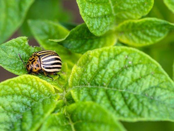 Как правильно примененять корадо против колорадского жука?