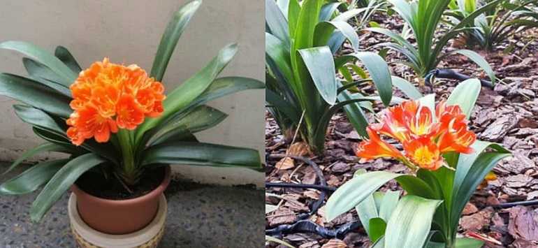 Цветок кливия — уход в домашних условиях и выращивание