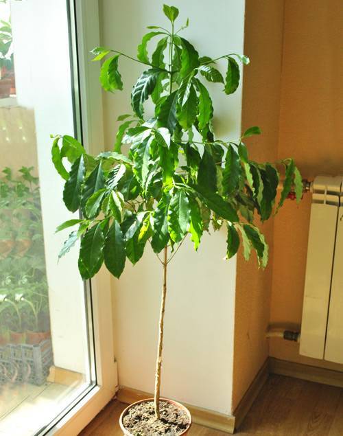 Небольшая плантация у вас дома - кофейное дерево: родина растения, виды, фото