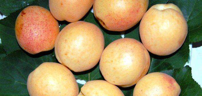 Самые лучшие сорта абрикосов для подмосковья