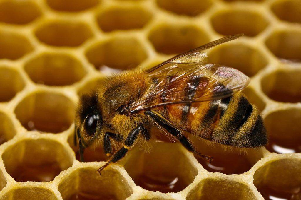 Как делают мед пчелы и для чего. процесс производства