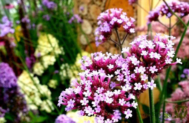 Вербена: посадка и уход за многолетними цветками