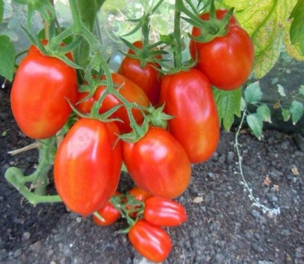 Как и сколько раз подкармливать томаты дрожжами?