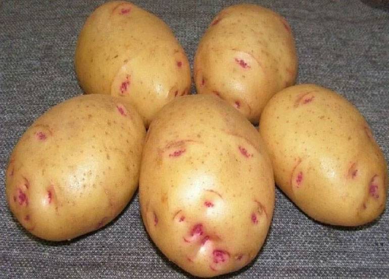 Фото и описание сортов картофеля