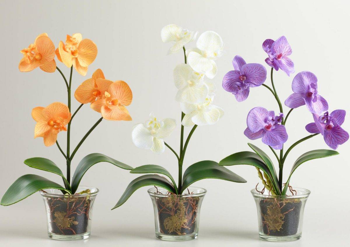 Грунт для орхидеи фаленопсис
