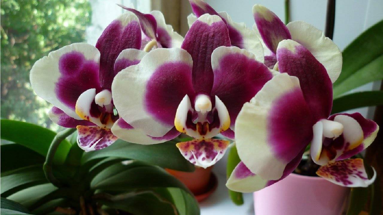 Янтарная кислота для орхидей как стимулятор развития