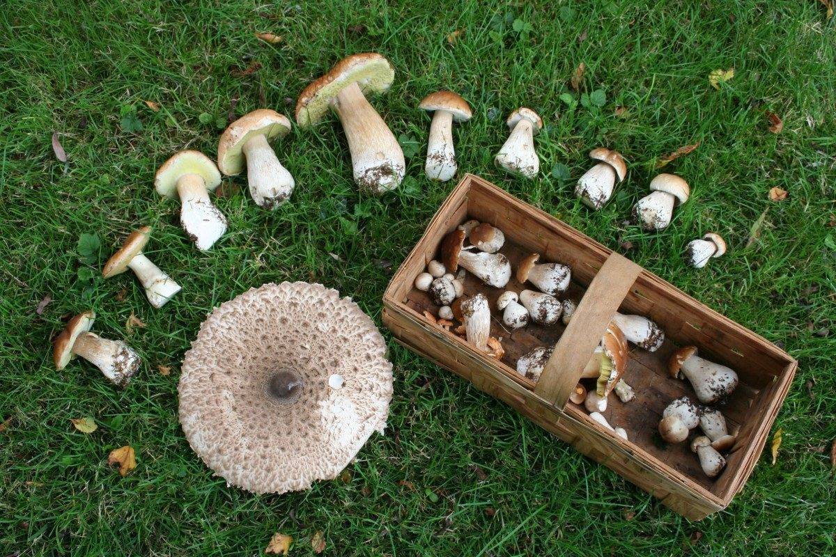 Учимся правильно собирать грибы без ущерба природе