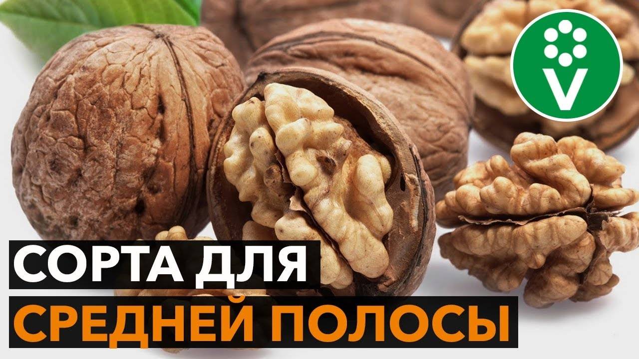 Описание сорта грецкого ореха саратовский идеал. правила выращивания, польза, вред и применение