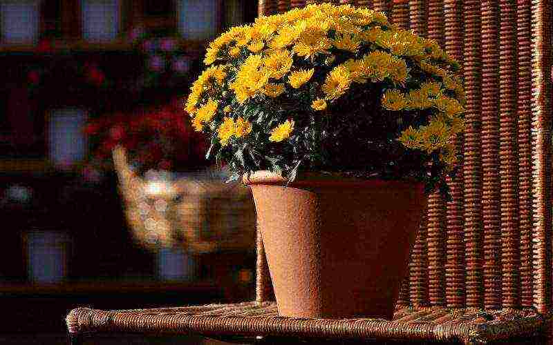 Домашняя хризантема в горшке: как ухаживать