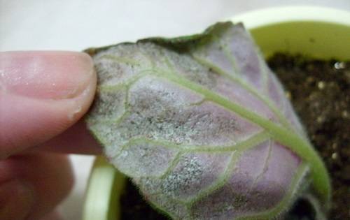 Как правильно происходит размножение глоксинии листом? инструкция и советы
