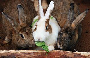 Разведение кроликов: выгодно или нет? бизнес-план и советы начинающим как заработать на кроликах (120 фото + видео)