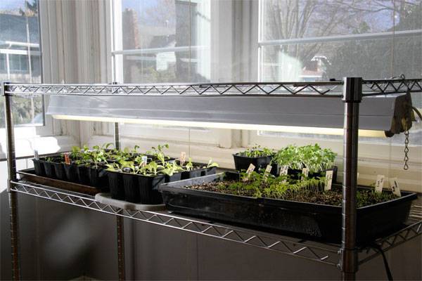Как сделать фитолампу для подсветки рассады и растений в домашних условиях — пошаговая инструкция