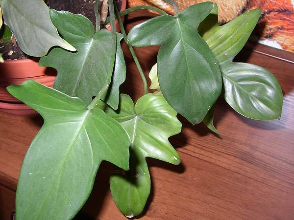 Уникальное быстрорастущее растение «филодендрон»: уход в домашних условиях, виды