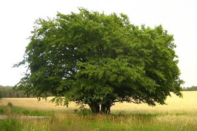 Граб обыкновенный: посадка, способы выращивания и советы по уходу. 110 фото и видео инструкция по применению дерева в ландшафтом дизайне
