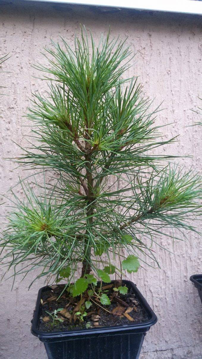 Ливанский кедр — могущественное растение