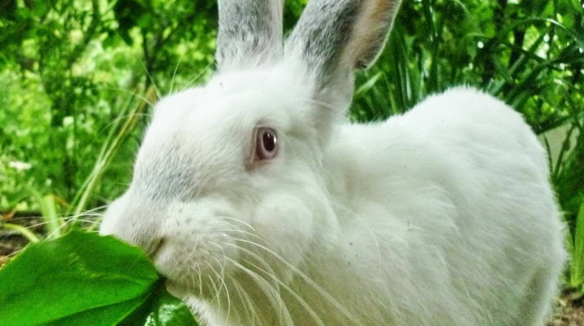 Что едят кролики: правила кормления и рацион