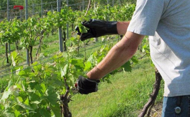 Как ухаживать за виноградом летом, чтобы получить хороший урожай