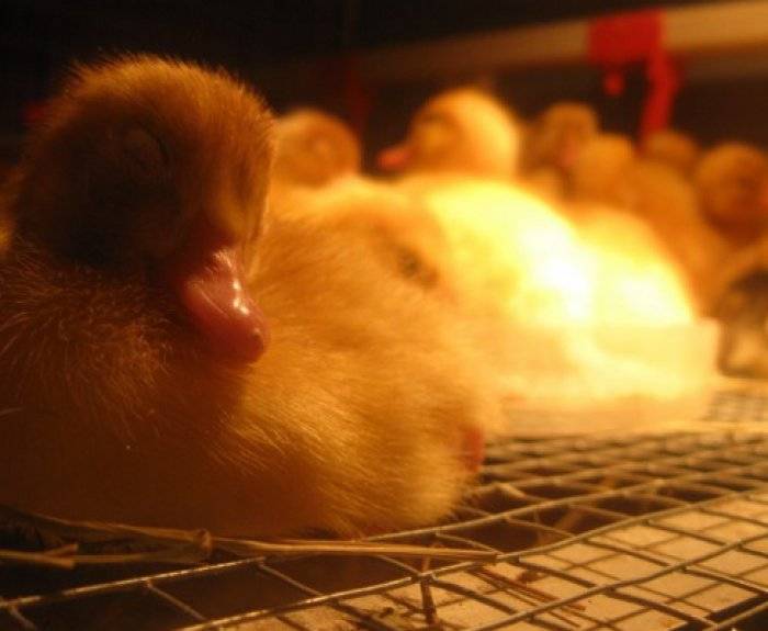 Что такое инкубация яиц индоутки и как ее правильно провести?