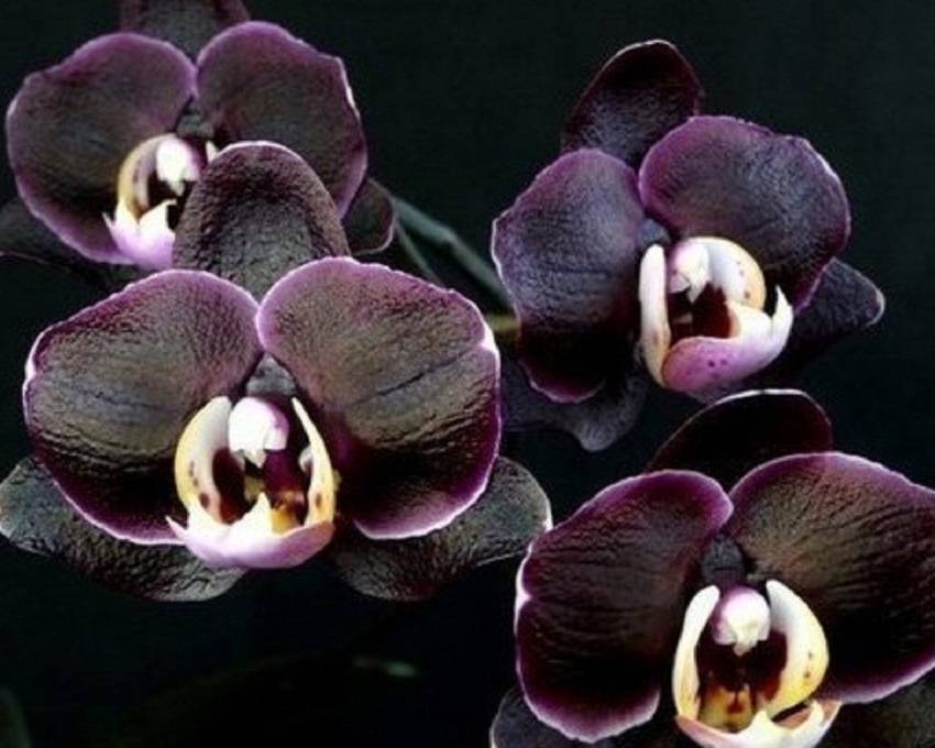 Фаленопсис тетраспис — самая нетребовательная орхидея