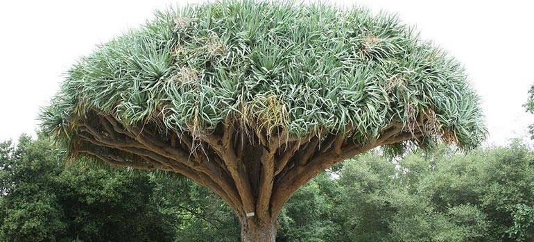 Самая ценная в мире древесина — эбеновое дерево