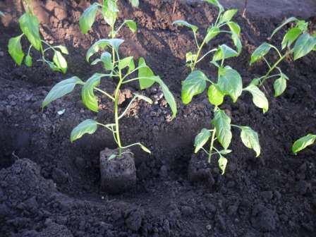 Выращивание рассады в открытом грунте под пленкой
