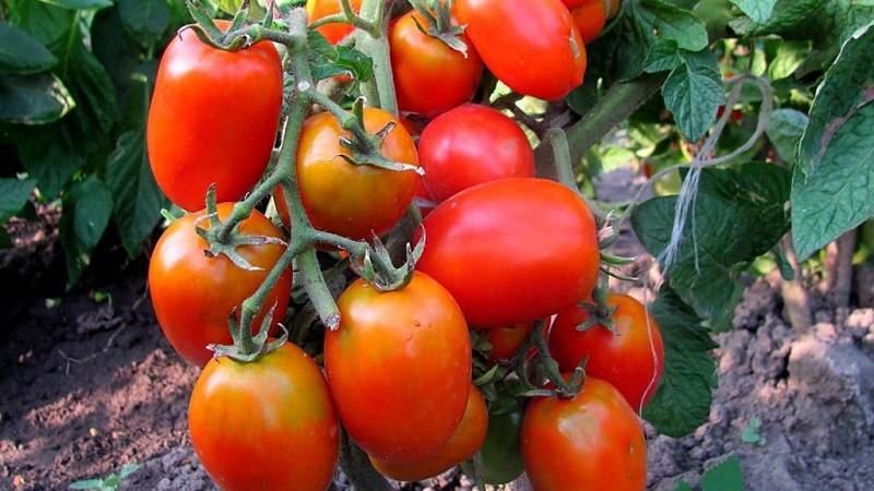 Томаты «катя»: особенности, преимущества сорта и тонкости выращивания