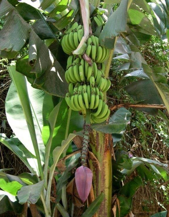 Азимина трехлопастная банановое дерево выращивание и уход в открытом грунте