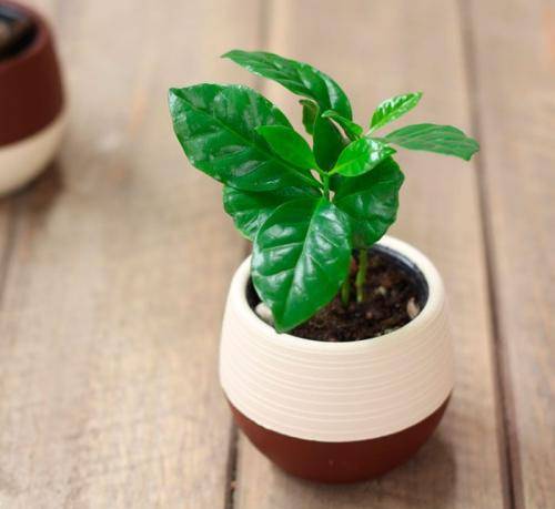 Ароматная арабика к своему столу: правила ухода за кофейным деревом в домашних  условиях