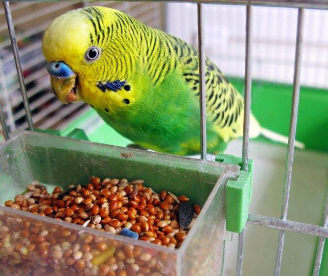Корм для попугаев, чем кормить волнистых попугайчиков кроме корма, видео