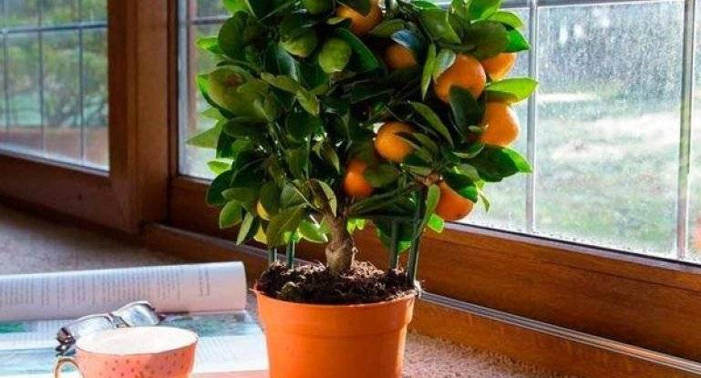 Как  вырастить мандарин из косточки в домашних условиях в горшке