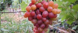 Велес — вкуснейший и крупный виноград с ранним сроком созревания