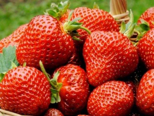 Сколько клубники можно собрать с 1 сотки? технология выращивания клубники в теплице и в открытом грунте