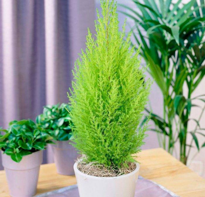 Превосходный кипарис вечнозеленый — хвойное растение с пирамидальной кроной