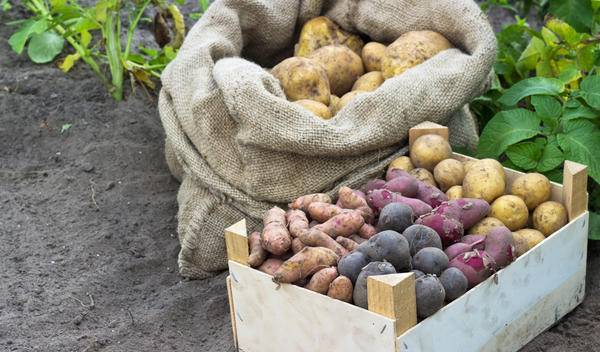 Хотите знать, как правильно хранить картошку в квартире зимой? расскажем!